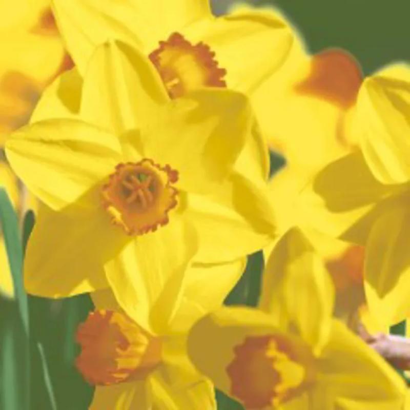 Paper + Design Yellow Daffodils, X 20