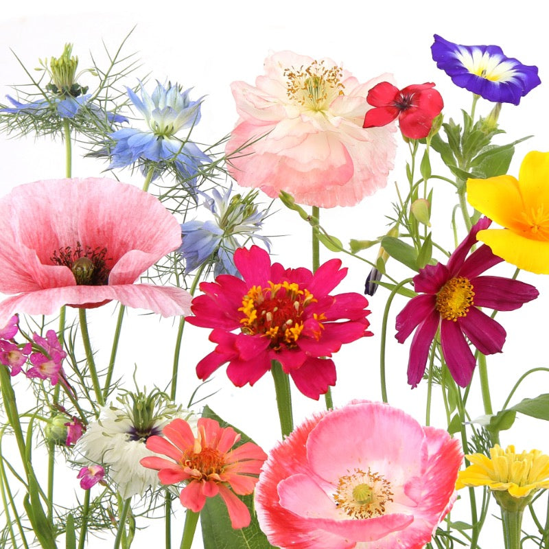 Paper + Design Wildflower Garden, X 20